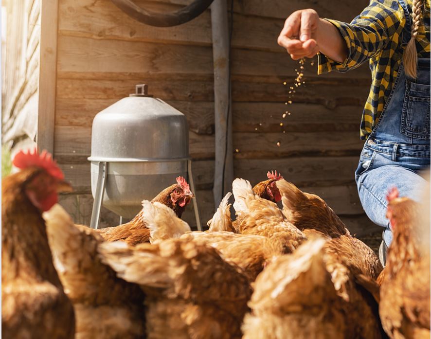 Hühner füttern Meika Biofutter