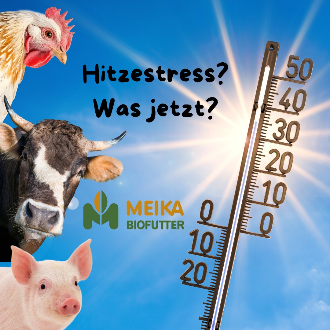 Hitzestress bei Nutztieren Meika-Biofutter