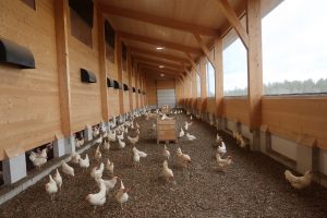 Geflügelpest bzw. "Vogelgrippe" (AI)